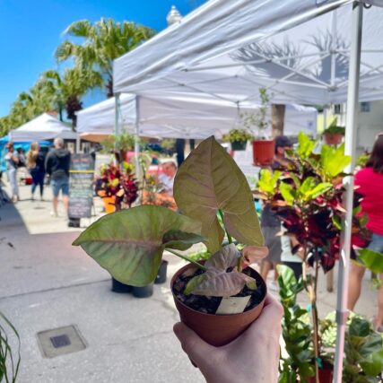 Plant outside Farmer's Market